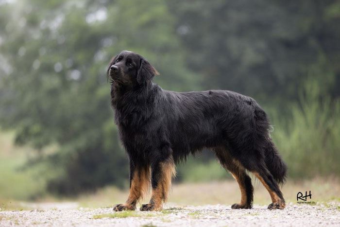Bahram von Kocher und Lein